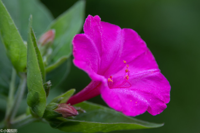 花卉摄影:人称罗密欧与朱丽叶之花的紫茉莉,代表坚贞质朴成熟美
