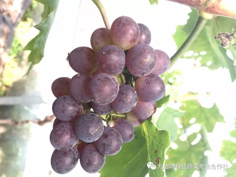 蜜光葡萄