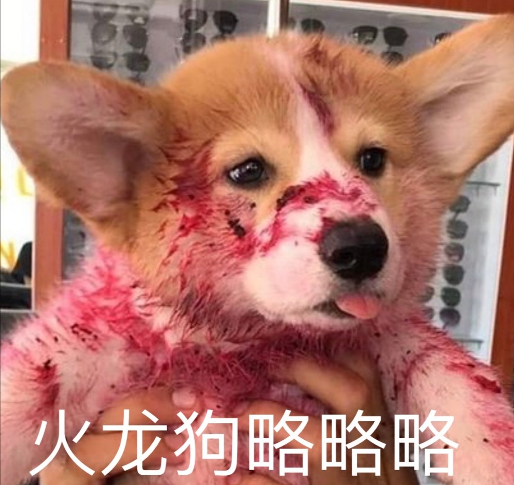 因为 世界每失去一个火龙果 就会多出一只火龙狗 110吗?