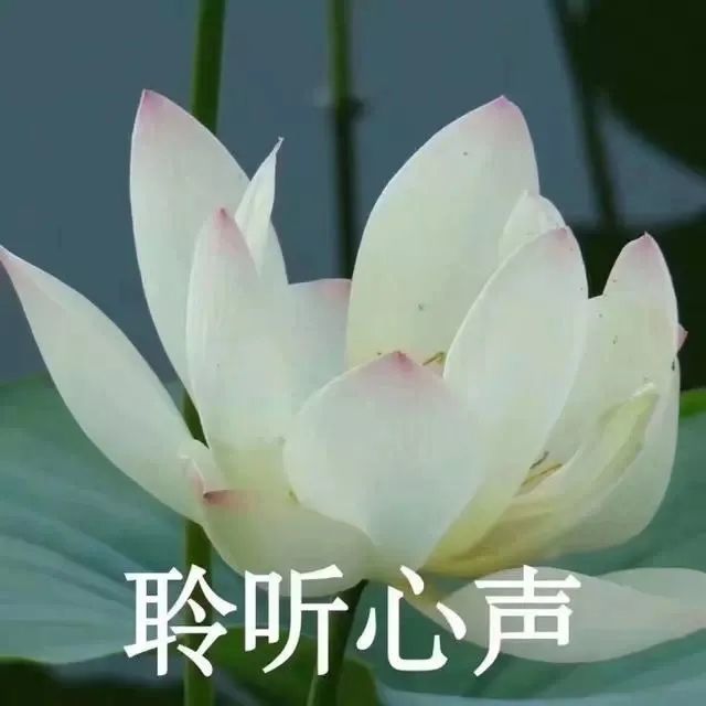 表情包:佛系女生,表面坦然自若,内心波涛汹涌,希望惹