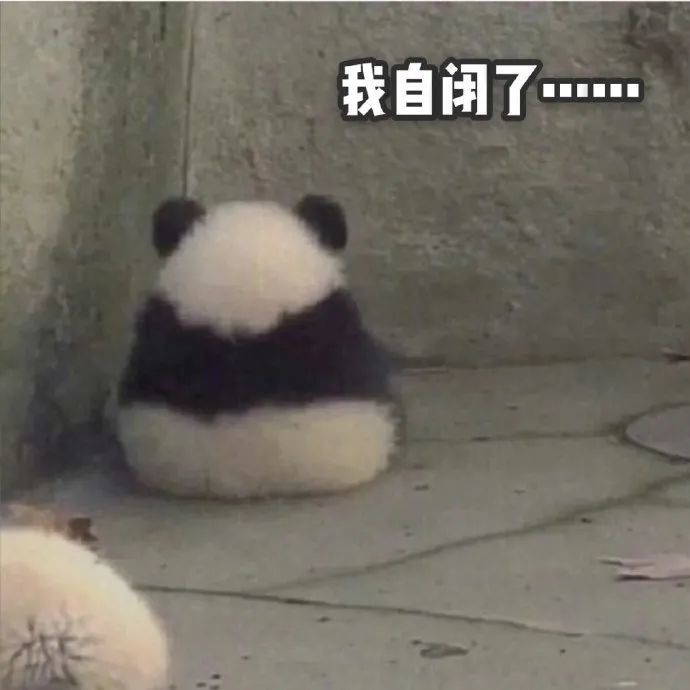 表情包:大熊猫争宠的样子,白白胖胖充满希望