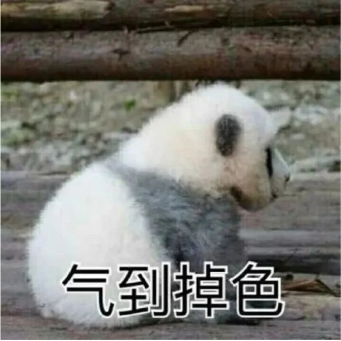 表情包:大熊猫争宠的样子,白白胖胖充满希望