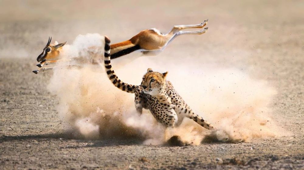猎豹跑那么快,为何有时快追上猎物时却突然放弃?因为体温过高?