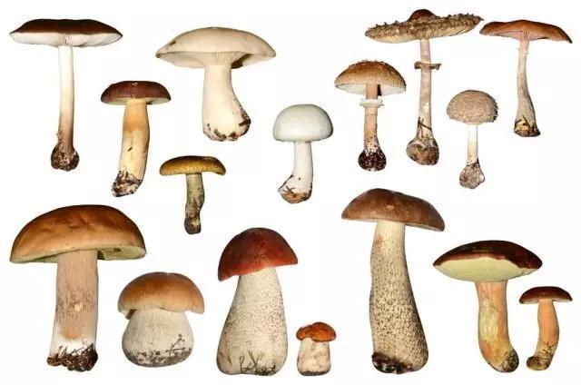 以科学的名义,认识各种常见食用菌