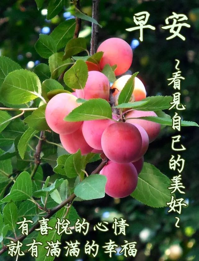 星期日早上好问候语动态图片大全,微信朋友圈早晨问候