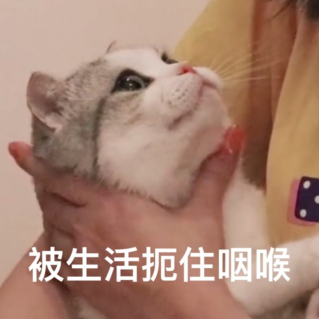 一波可爱猫猫表情包来袭:被生活蹂躏成猫饼