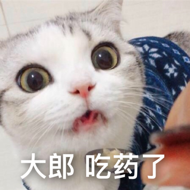 一波可爱猫猫表情包来袭:被生活蹂躏成猫饼