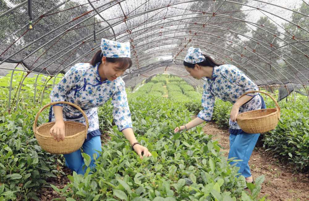 夏县泗交:厚民晋茶采收忙