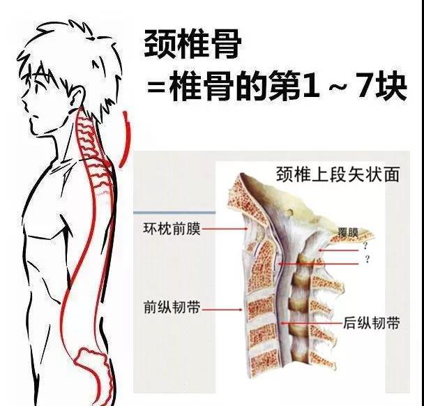 颈椎是有7节椎体组合而成的,所谓颈椎错位是指颈椎的小关节发生微妙