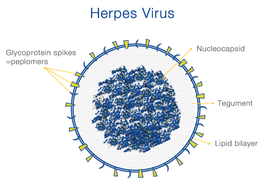 单纯疱疹病毒|单纯疱疹病毒感染|疱疹|生殖器疱疹|hsv