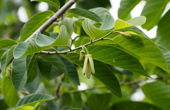 荒野维生野菜系列—牛心果