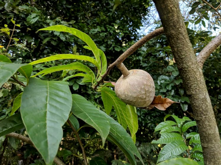 荒野维生野菜系列——牛心果