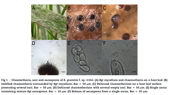 长链醛促进小麦白粉菌子囊孢子的附着孢分化