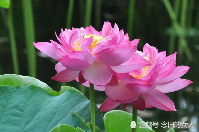 1 / 4属虎的他们属相五行属木,其中74年生的属虎人熬到了7月,阳气