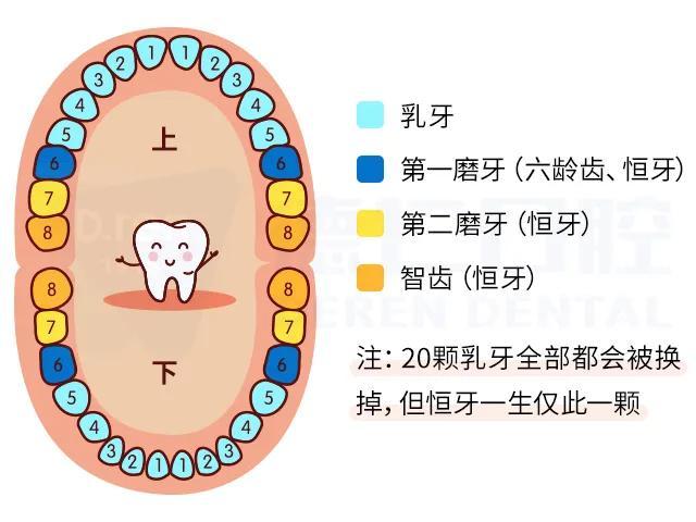 人一生总共会生长两副牙齿——乳牙和恒牙.