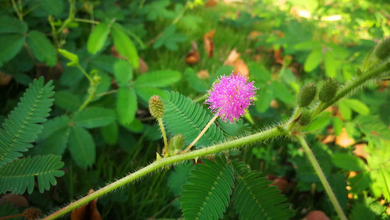 能做天气预报的植物图片_(能预报天气的植物有哪些图片)