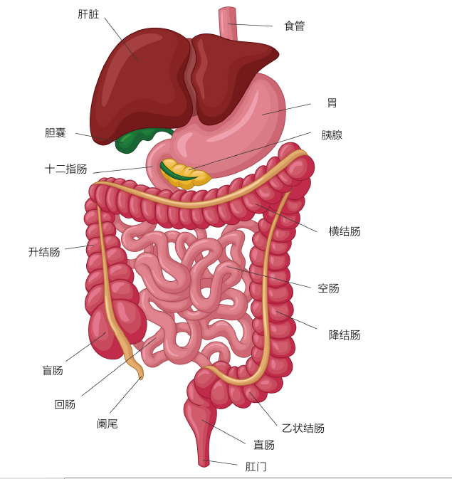 升结肠:它从一个叫做盲肠的小袋开始,食物经过小肠消化和吸收后,在