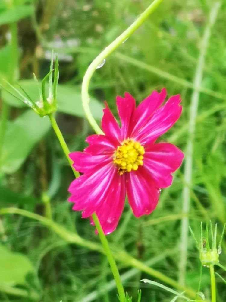 他发来的雨中格桑花