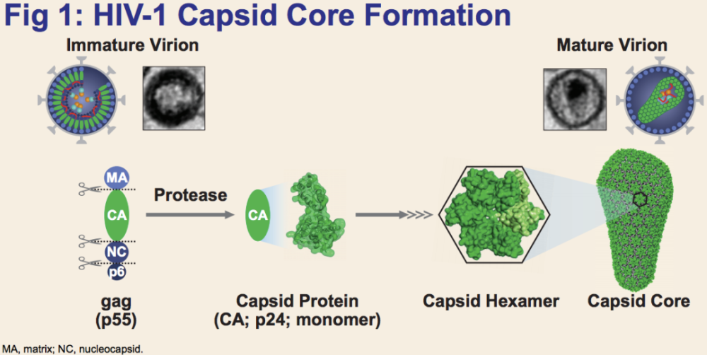 病药物开发的重要性,下文将简单介绍hiv-1 capsid抑制剂lenacapavir