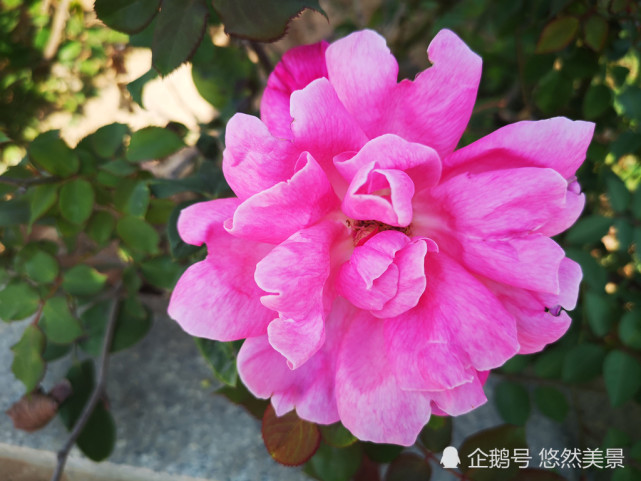 墙边月季花,粉艳明丽香浓郁