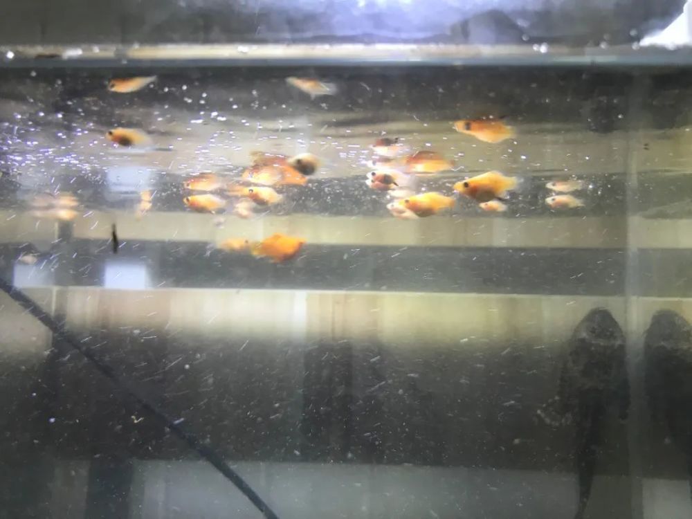 饲主的小玛丽鱼