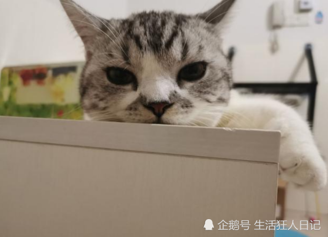 为什么猫咪喜欢纸箱子？有的猫咪，简直到了丧心病狂的地步