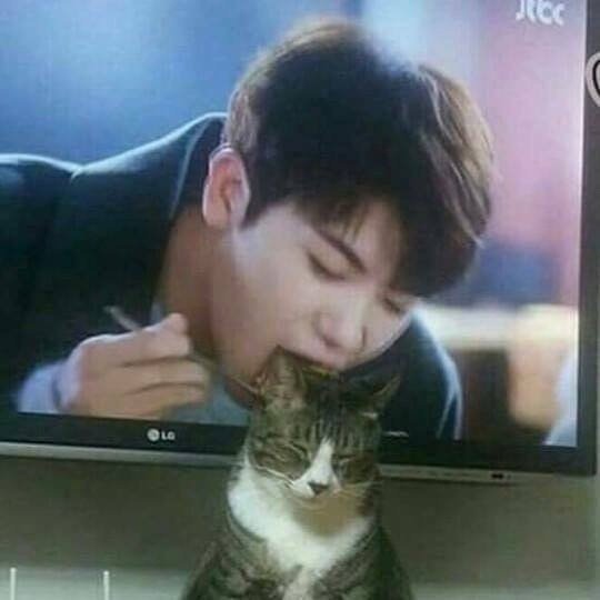 “最喜欢抢镜的猫”哈哈哈，居然毫无违和感