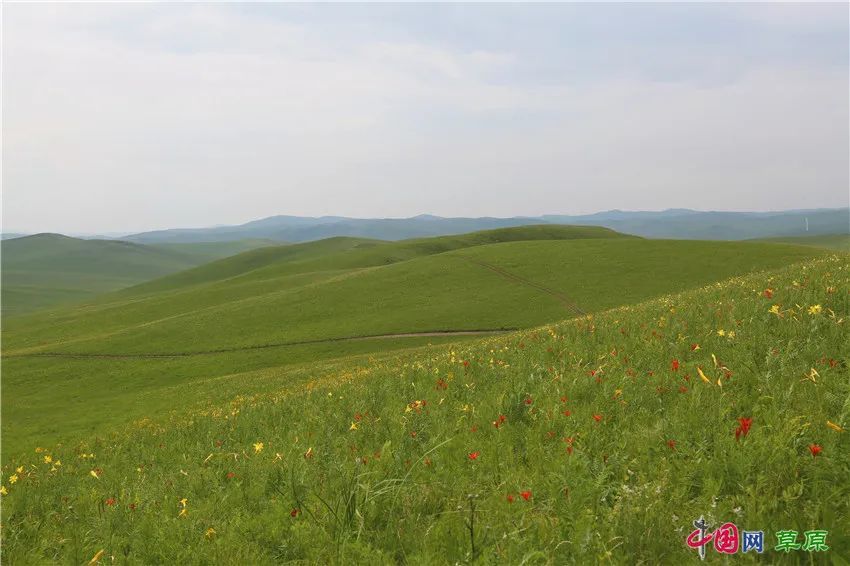 扎鲁特旗生态搬迁搬出绿水青山山地草原花海绽放笑颜