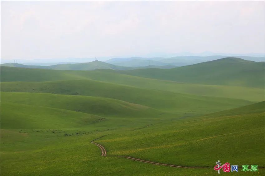 扎鲁特旗:生态搬迁"搬出"绿水青山 山地草原花海绽放笑颜