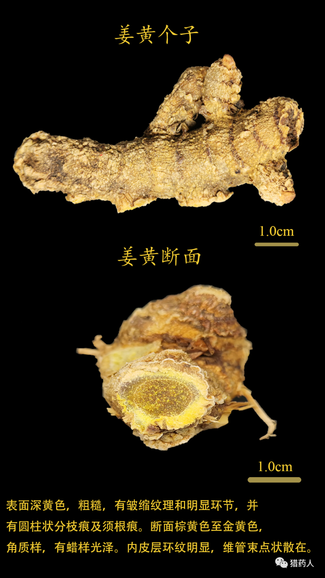 一图鉴别姜黄与干姜