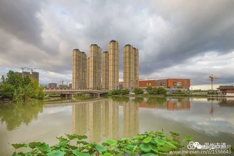 温州南湖荷花闹已是美景映连天