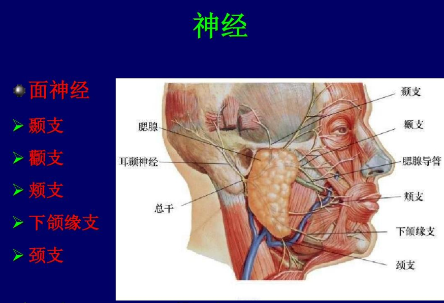 2,颧支:支配眼轮匝肌及颧肌,此分支受到周围血管侵犯时,就容易眼皮跳