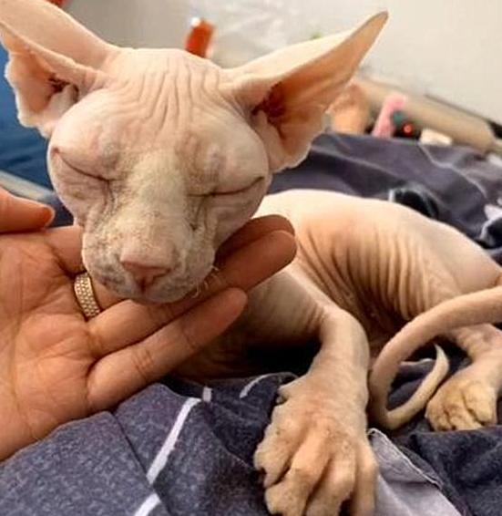 无毛猫被寄养几个月，没想到回来竟生产了，看到崽子主人欲哭无泪