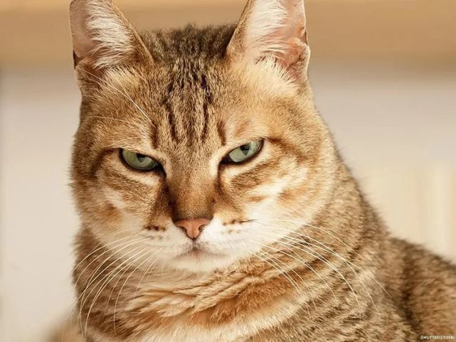 高冷范儿,钻箱子,要说话-猫咪神秘行为解析