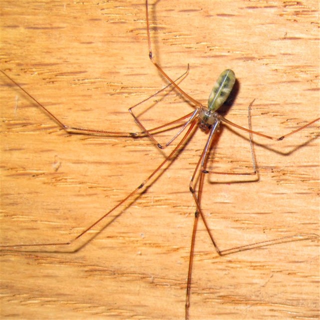 澳大利亚发现蜘蛛新品种:关于蜘蛛,你了解多少