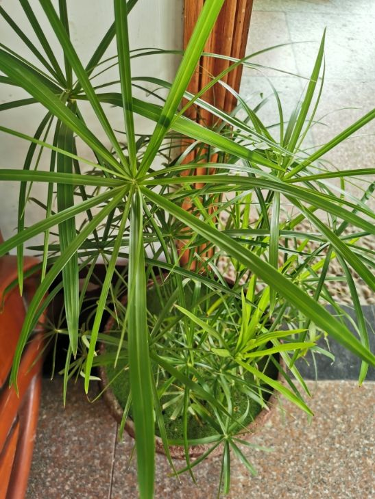 小时候常见的水竹,种在花盆里,气质提升一大截,水竹,花盆,文竹,花卉,菖蒲,水培 小时候常见的水竹,种在花盆里,气质提升一大截,水竹,花盆,文竹,花卉,菖蒲,水培