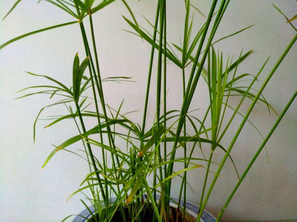 小时候常见的水竹,种在花盆里,气质提升一大截,水竹,花盆,文竹,花卉,菖蒲,水培 小时候常见的水竹,种在花盆里,气质提升一大截,水竹,花盆,文竹,花卉,菖蒲,水培