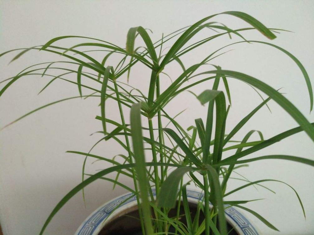 小时候常见的水竹,种在花盆里,气质提升一大截,水竹,花盆,文竹,花卉,菖蒲,水培 小时候常见的水竹,种在花盆里,气质提升一大截,水竹,花盆,文竹,花卉,菖蒲,水培