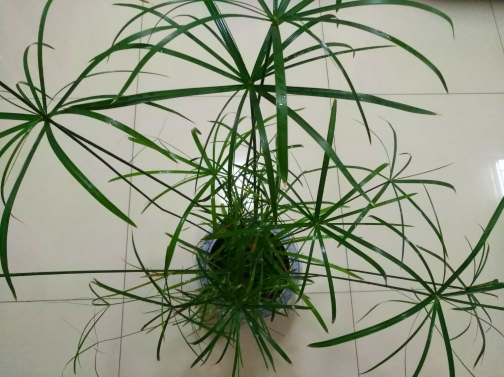 小时候常见的水竹,种在花盆里,气质提升一大截,水竹,花盆,文竹,花卉,菖蒲,水培 小时候常见的水竹,种在花盆里,气质提升一大截,水竹,花盆,文竹,花卉,菖蒲,水培