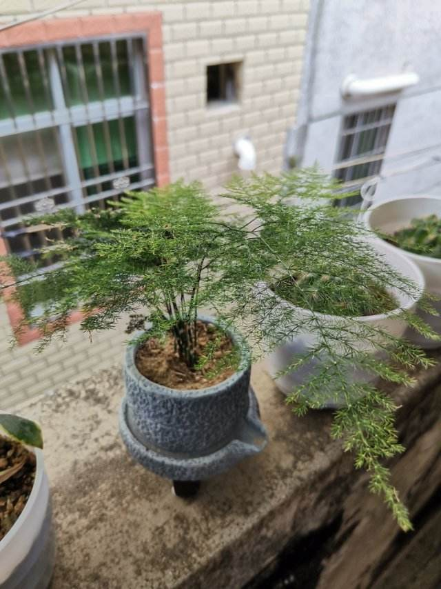 小时候常见的水竹,种在花盆里,气质提升一大截,水竹,花盆,文竹,花卉,菖蒲,水培 小时候常见的水竹,种在花盆里,气质提升一大截,水竹,花盆,文竹,花卉,菖蒲,水培