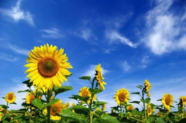 炎炎夏日,向阳花开,一朵朵向日葵争相怒放,渲染成金灿灿的风景.