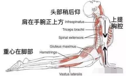 瑜伽眼镜蛇式要怎样练，腰才不会痛？这些技巧你要知道！