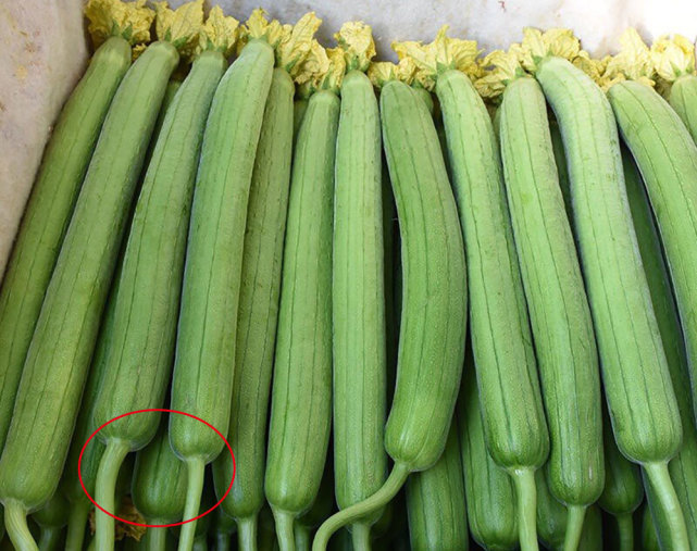 买丝瓜时,选长的还是短的,菜农:看准这个地方,一挑一个准