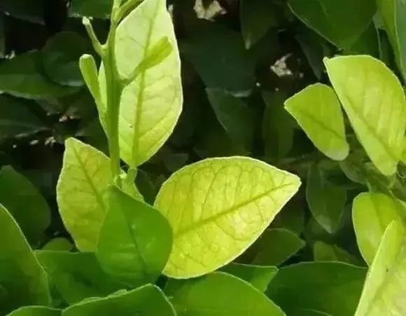 注意了柑桔缺硫和缺氮症状很相似如何区分