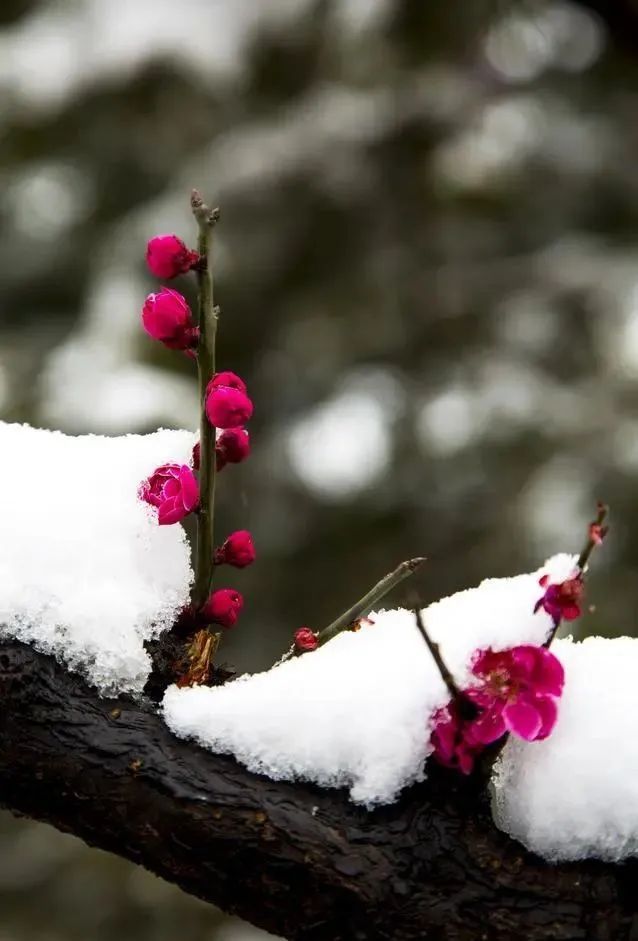 梅花一品:傲雪凌霜,坚韧不拔