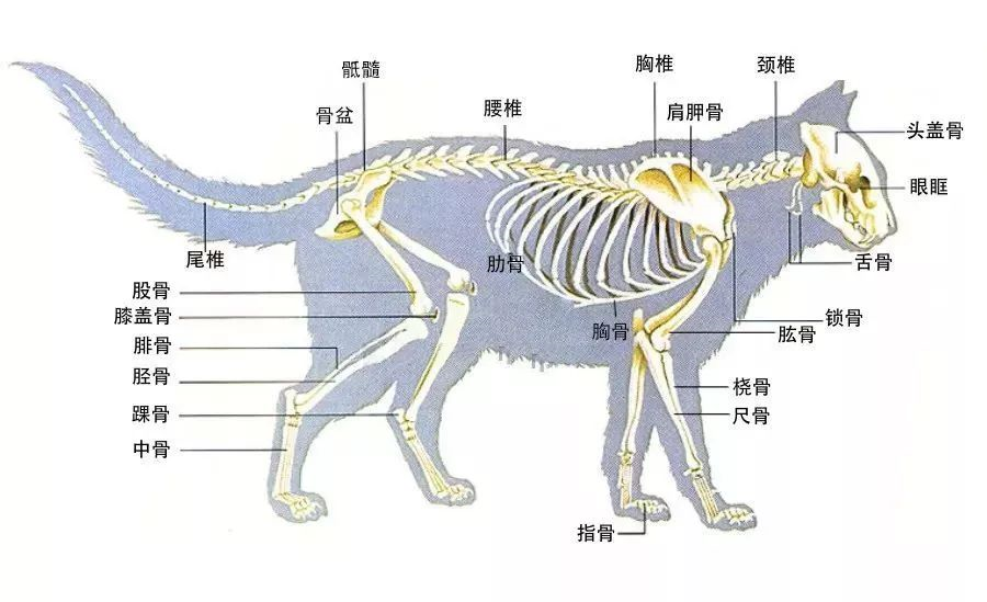 那么为什么猫的身体可塑性会这么强呢?