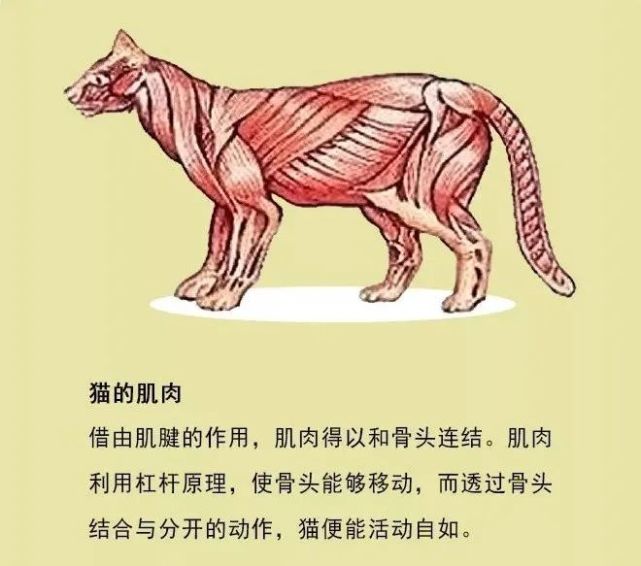 这样的生理结构特点, 保证了猫咪前后肢推动运动的坚固性.