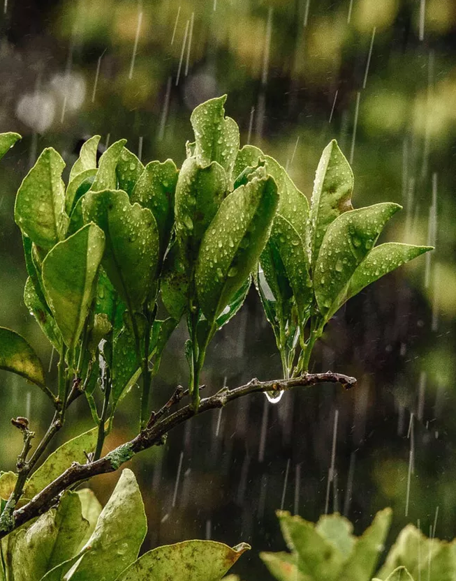 听夜雨寄卢纶 暮雨萧条过凤城,霏霏飒飒重还轻.