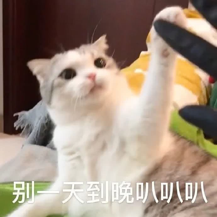 可爱表情包/哥哥,晚安