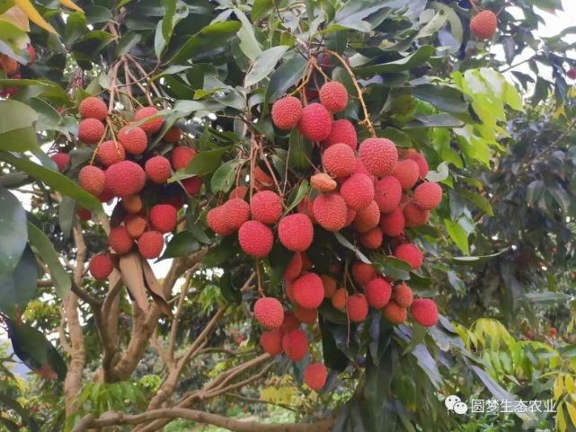 备注说明:岵山荔枝一天一个价,大家购买时提前问清楚.